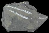 Fossil Graptolite Cluster (Didymograptus) - Great Britain #103454-1